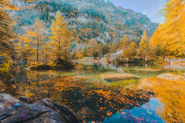 yellow leafs on the lake