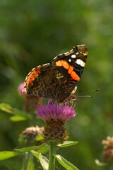 Vertical closeup on a REd admiral butterfly, Vanessa atalanta sitting on a purple knapwed