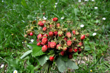 bouquet of wild strawberry.