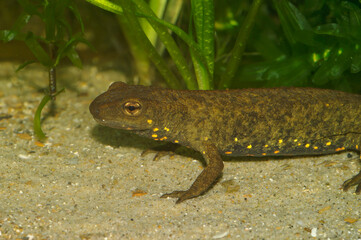 Closeup on a territorial Chinese warty newt , Paramesotriton chinensis , underwater