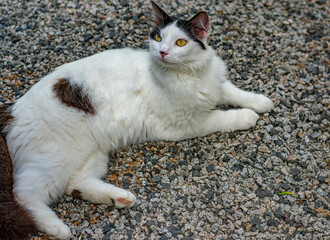 gato doméstico branco e preto com pinta preta no nariz