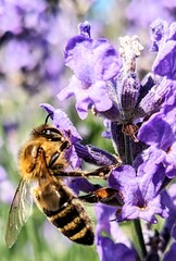 bee on lavender