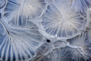 Ice Crystals Under the Microscope