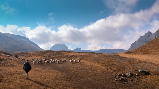 A shepherd guides his sheep in a beautiful Andean landscape in autumn, where the dry grass perfectly complements the intense blue sky.