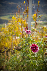 flowers on the background of vineyards