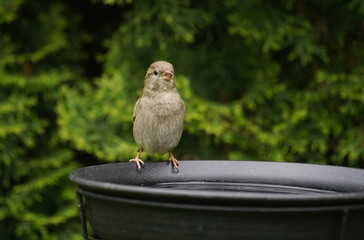sparrow at the bird bath,sperling an der vogeltränke