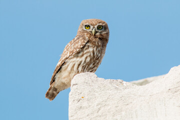 horned owl