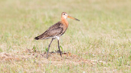 red billed hornbill