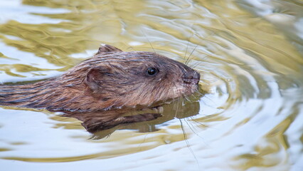 otter in a pond
