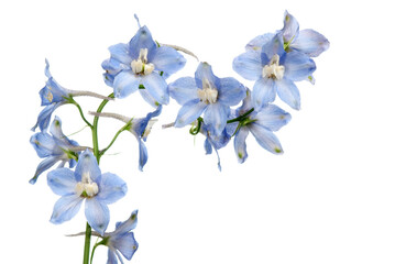 Blue delphinium flower isolated on white