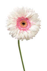 Gerbera flower on white