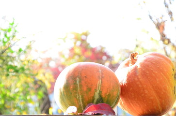 Harvest of fresh organic orange pumpkins on green lawn near flower bed of bright marigolds in...