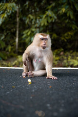 Naklejka premium monkey sitting 