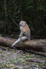 little monkey