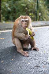 monkey eating banana