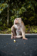 monkey thinking about life