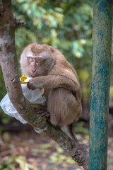 monkey eating a banana