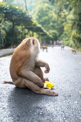 monkey sitting