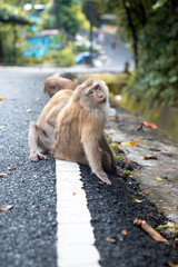 monkey looking at the camera