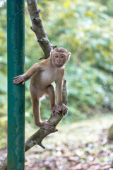 baby monkey 
