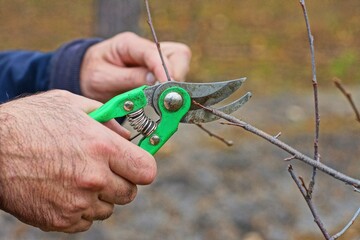 gardener holds in his hand an iron old dirty manual sharp with a green handle new pruner tool and trims branches on the trees in the spring afternoon on the street