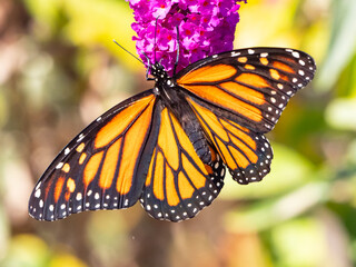 Monarch on buddleia