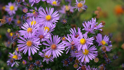 Purple aster amellus flowers in the garden