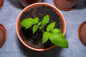 Small tomato plant while growing inside the house in springtime 