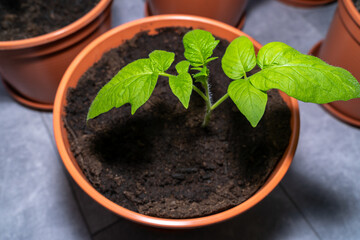 Tomato plant while growing inside the house in spring