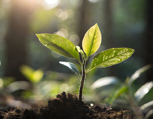 plant growth