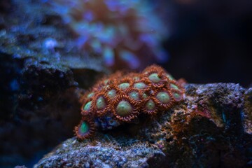 healthy zoanthus colony, fluorescent soft polyp grow on frag plug, animal in live rock ecosystem, nano reef marine aquarium bottom, popular pet species, blue LED low light, coral farm cultivation