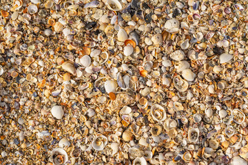 Summer background pattern from sea seashells. Seashells background