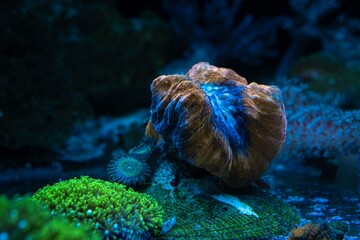 solitary LPS lobed brain coral in stress, animal in live rock ecosystem design, green star polyp...