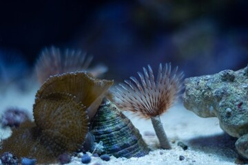 feather duster worm move tentacle in circular flow, animal hunt for food on sand bottom, mushroom soft coral, zebra snail, popular active pet in LED low light nano reef marine aquarium, shallow dof