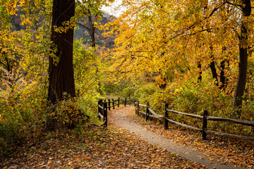 Path thru Colorful Fall Trees