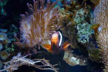 Fototapeta na wymiar tomato clownfish feel safe in fluorescent bubble tip anemone, predator animal move long tentacles in flow and protect fish symbiosis, nano reef marine aquarium, live rock aquadesign, LED blue light