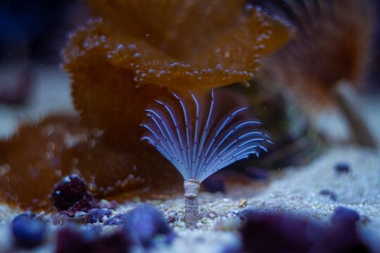 feather duster worm move tentacles in circular current and hunt for food on sand bottom, soft coral, popular and demanding pet, healthy and active animal in LED low light nano reef marine aquarium