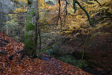 balade en for&ecirc;t en Ecosse 