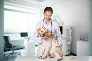 Vet doctor examining cute smart dog in clinic, AI generated image