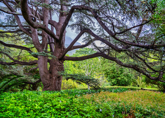 100 year old tree with huge branches in lush Kirstenbosch National Botanical Garden, Cape Town, South Africa