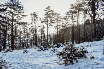 La Rhune enneig&eacute;e 