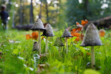 poisoned mushroom called coprinus or shaggy ink cap wild mushroom grow in city park