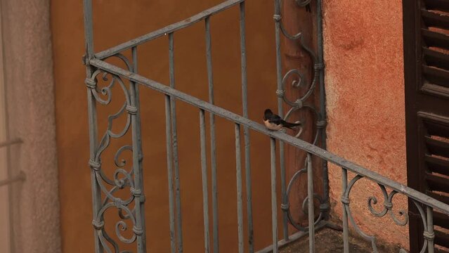 A barn swallow (Hirundo rustica) resting on an Italian balcony