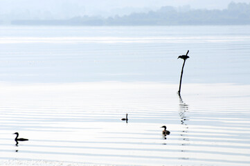 A view of a bird living in Uluabat Lake in Bursa, Turkey