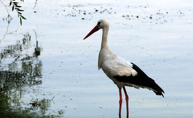 A view of a bird living in Uluabat Lake in Bursa, Turkey