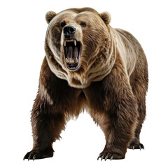 bear standing on its hind legs and growling isolated