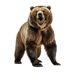 Naklejka premium bear standing on its hind legs and growling isolated