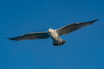 Caspian Gull (Larus cachinnans) in flight. Oder delta in Poland, europe. Blue background.                                                  