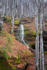 Beautiful mountain waterfall cascading down the cliff covered by sunlit moss, between silver birch trees - 671245301