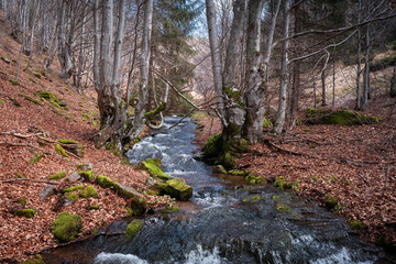 Scenic mountain creek cascading through the trees of the forest with ground covered by fallen, orange leaves - 671245326